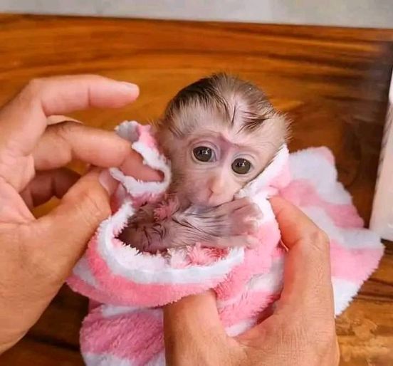 Gorgeous Baby Pigtail Macaque Monkeys available