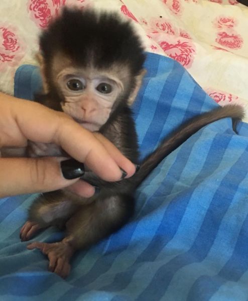 Baby Java Macaque Monkeys for sale