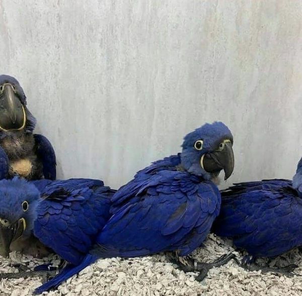 Hyacinth macaw