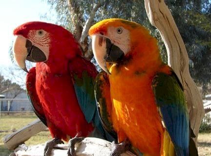 Talking Macaw Parrots for sale