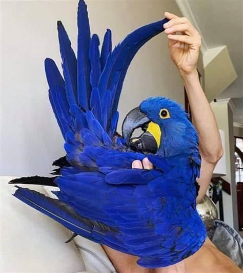 Loyalt Hyacinth macaw parrots