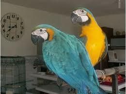 blue and gold macaw parrots for sale