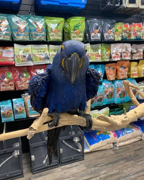 Young and tamed Hyacinth macaws for sale