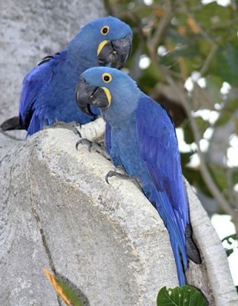 DNA Tested Hyacinth Macaw Parrots For Sale