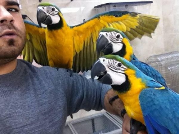 Parrot Eggs And Parrots For Sale*** *** ***4