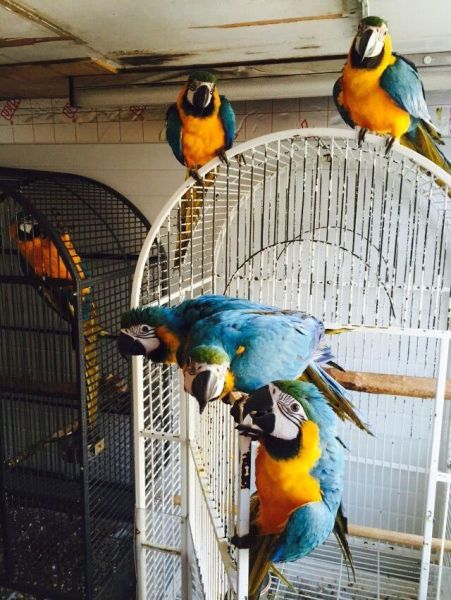 Blue N Gold Macaw Parrot Inc Cage N Toys