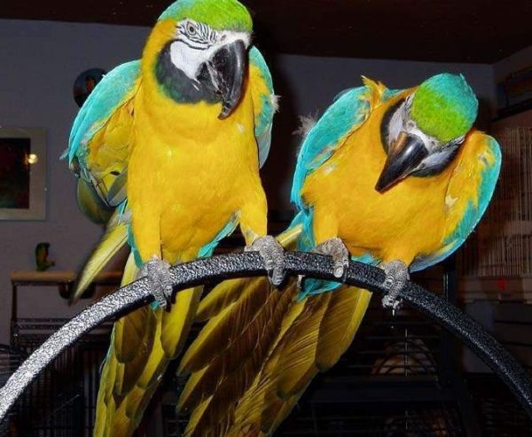 Macaw parrots for sale now with papers ready ,...