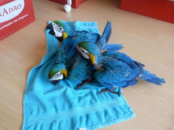 Blue and gold macaw parrots available for sale.