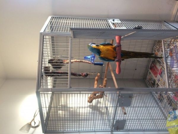 Pair of Blue & Gold Macaw parrots