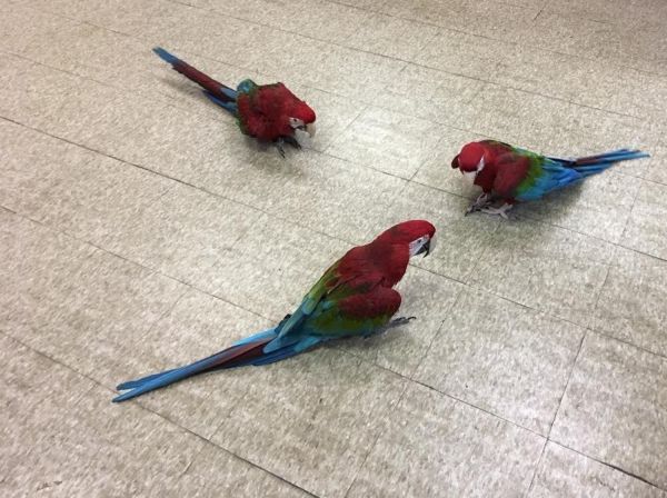 BREEDING PAIRS OF AFRICAN GREYS, MACAWS, ELECTUS, AND THEIR BABIES