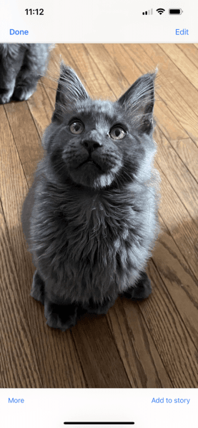 Ecto-1 very big Blue Boy-World Champion Bloodlines