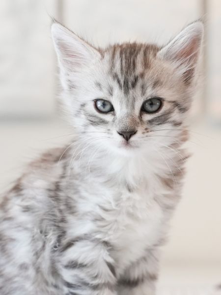 Maine Coon Ragdoll Kittens_Emotional Support Animals (ESA)