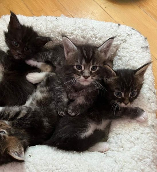 Maine coon kittens