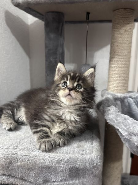 Maine Coon Kitten