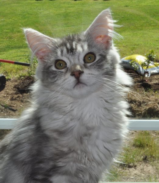 Maine Coon Female Silver