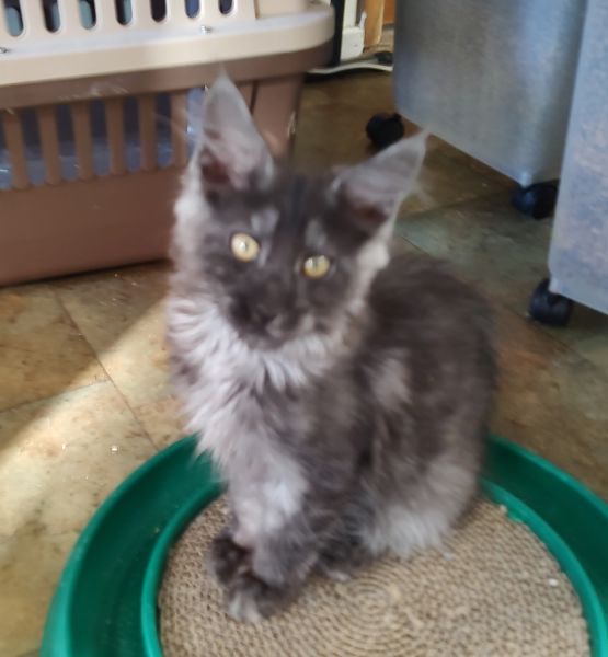 Maine Coon Kittens