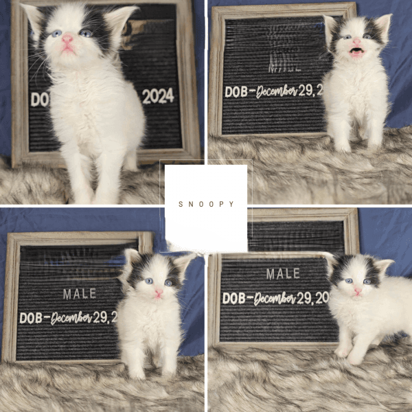 *** - Dominant blue eyes