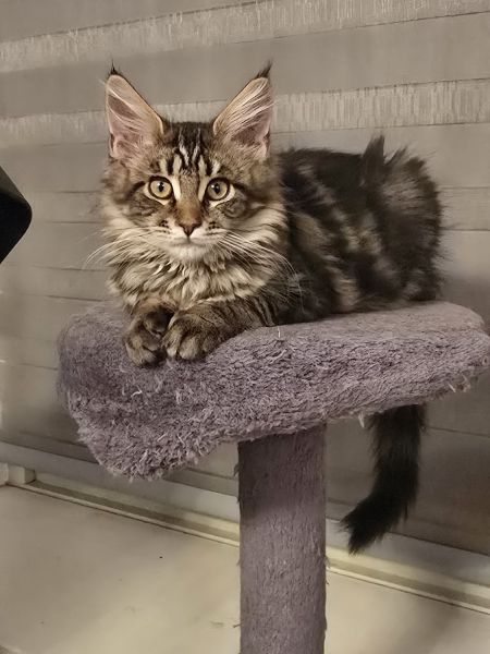 Lily Maine Coon kitten