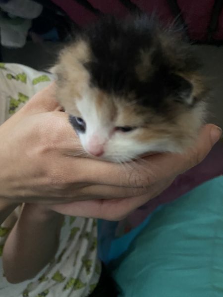 Beautiful babies kitten