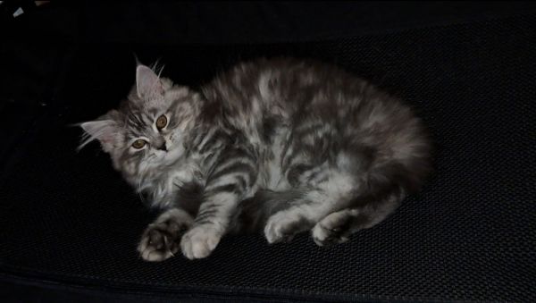 Maine Coon Dollface Persian Female