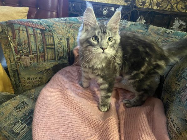 Maine coon kitten