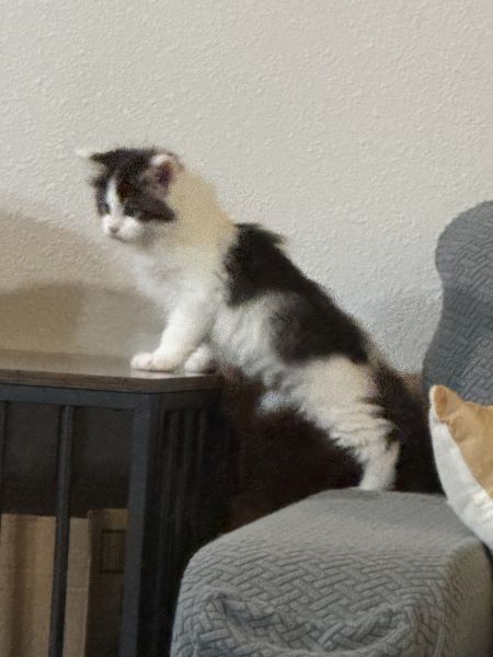 Beautiful healthy Maine Coon Kittens