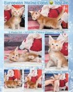 European Maine Coon 🍐Boy #6