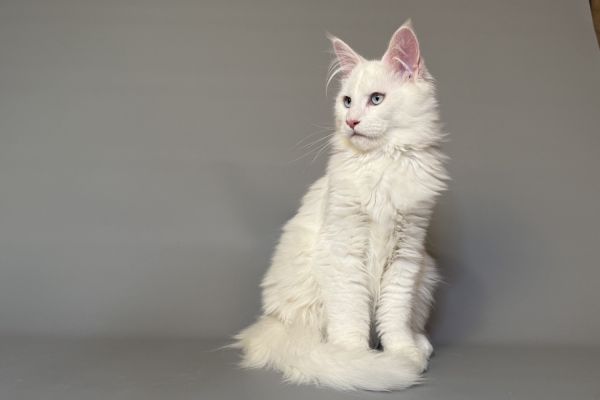 white heterochrom male