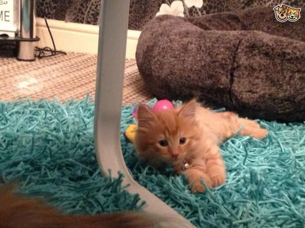 Pedigee, Maine Coon Girl Ready