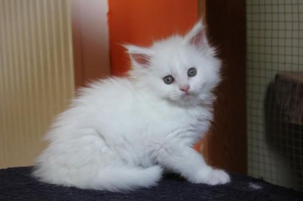 Very Friendly Maine Coon kittens
