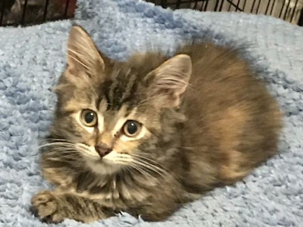 Pedigree Maine Coon Kittens