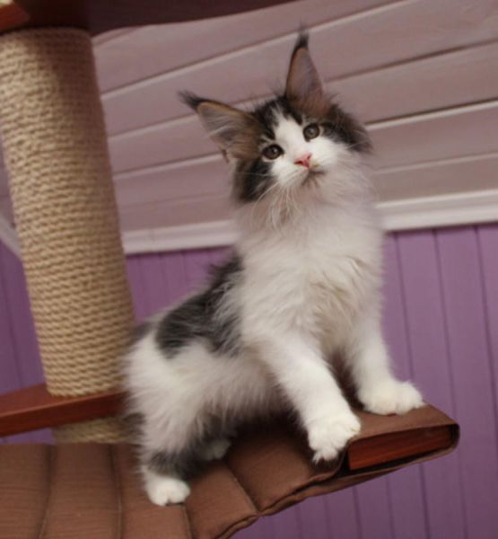 Beautiful Pure Bred Maine coon Male Kitten Text us on (***) ***-***9