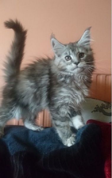 Pedigree Maine Coon Kitten
