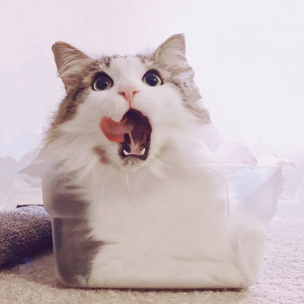 lovely male maine coon needs a new home