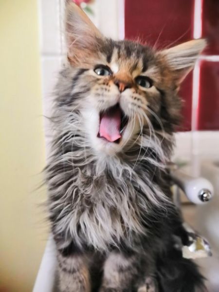 Beautiful maine coon kittens ready now