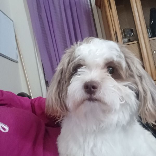 2yr old male mal-shi named Dinero