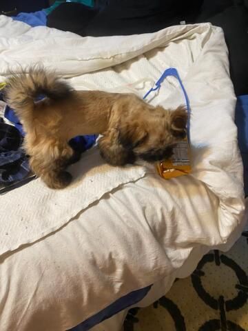 PUPPIES! PUPPIES! PUPPIES!