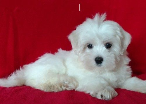 Excellent Mal Shi pups