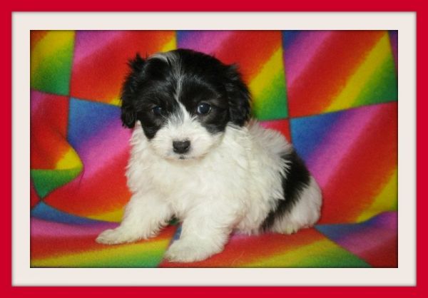 BEAUTIFUL MALTESE AND POODLE PUPS MUST SEE IN SAN JOSE AREA!!!