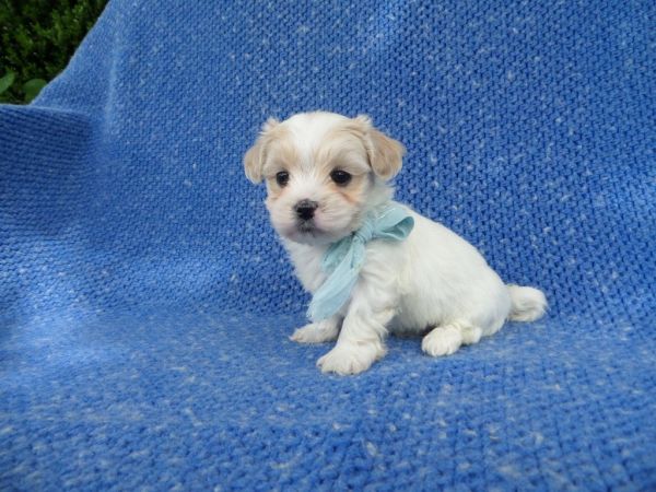 Loving Maltese Shihtzu Puppies