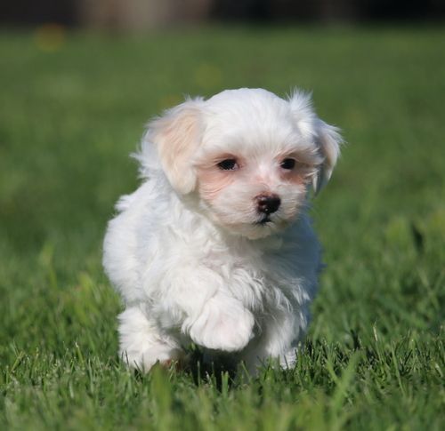 maltese puppies for sale