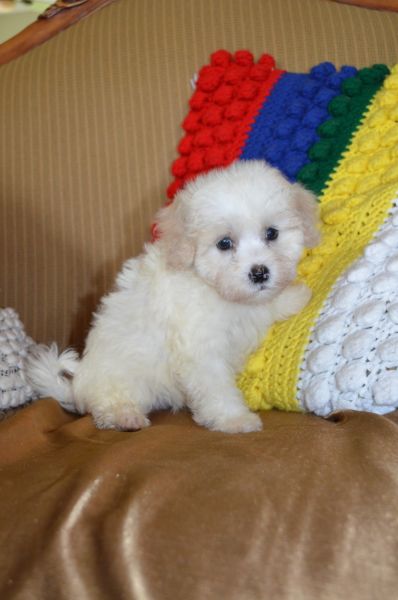 Maltese Puppies