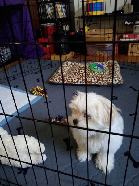 Maltese Shih Tzu Mix (female)