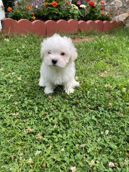 Gorgeous Maltese puppies