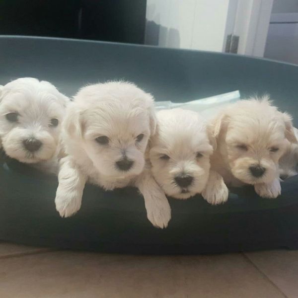 Maltese Puppies