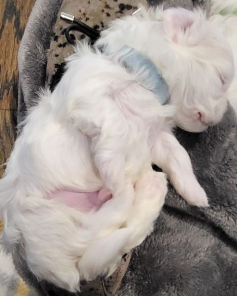 Amazing puppies for adoption