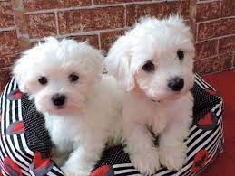 Super Adorable Maltese Puppies