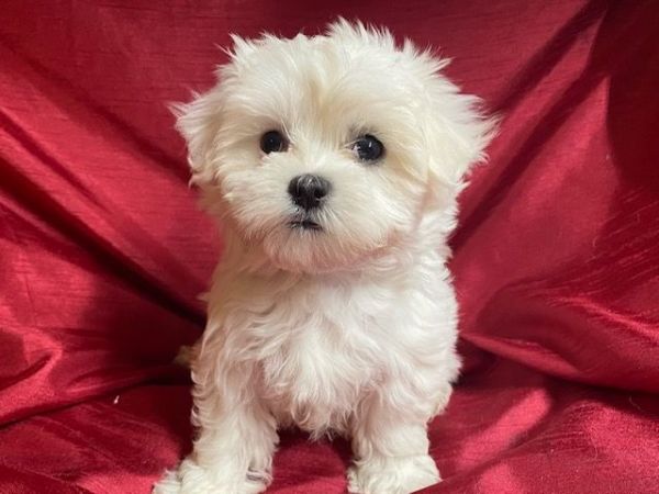 Maltese Female