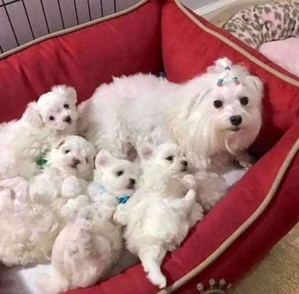 Adorable Maltese puppies available