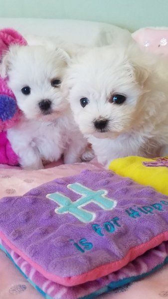 Teacup Maltese puppies Text or WhatsApp at.... +1(5***) ***4-36***